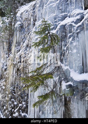 Parete di ghiaccio e ghiaccioli formando su di una scogliera nella foresta circostante Oslo Norvegia, un solitario abete norvegese vicino incapsulato dal ghiaccio, decorazioni Foto Stock