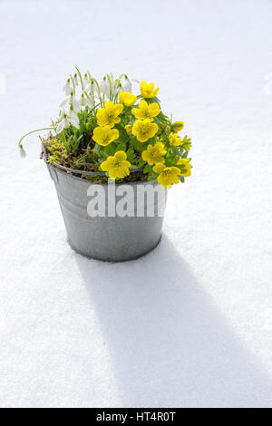 I primi segni di primavera. Aconitum invernale e snowdrops in una pentola di zinco si erge in neve fresca Foto Stock