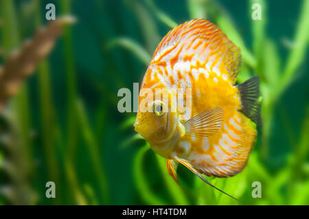 Pesci galleggianti in un acquario con pietre su uno sfondo blu Foto Stock