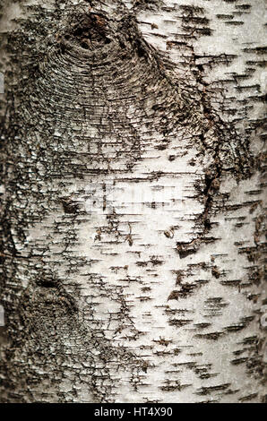 La Betulla tronco di albero closeup di abbaio di texture e di dettagli. Foto Stock