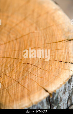 Fresh cut wood close up macro dettaglio. Foto Stock