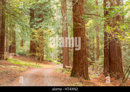 Coast Redwood (Sequoia sempervirens) grande (40m+) alberi, alcuni piantato nel 1857 presso il Redwood Grove, Leighton, POWYS, GALLES. Novembre. Foto Stock