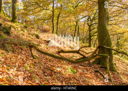 Rovere (Quercus petraea) Bosco in autunno. Powys, Galles. Novembre. Foto Stock