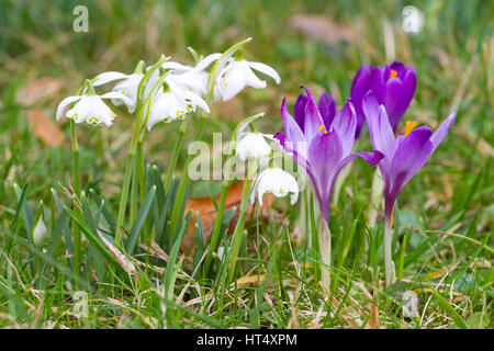 Snowdrops (Galanthus nivalis) doppio modulo fiorito e la molla di crochi ( crocus vernus) fioritura. Powys, Galles. Febbraio. Foto Stock