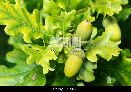 Acerbi acorn, farnia (Quercus robur), il Cantone di Ginevra, Svizzera Foto Stock