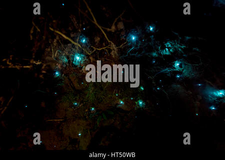 La bioluminescenza delle lucciole luminose, verme di moscerini di fungo (Arachnocampa luminosa) in una grotta, endemico della Nuova Zelanda Foto Stock