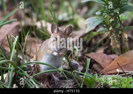 Casa mouse (Mus musculus) in prato, Hesse, Germania Foto Stock