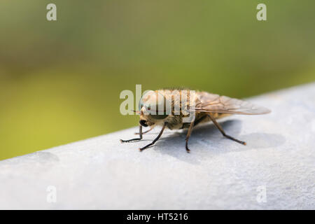 Cavallo comune volare (Haematopota pluvialis), maschio, sulla porta di metallo, South Wales, Regno Unito Foto Stock