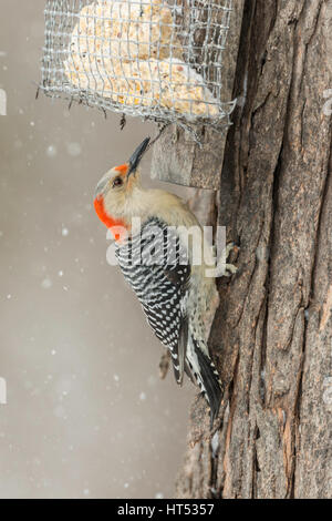 Femmina rosso-panciuto picchio in tempesta di neve utilizzando suet alimentatore. Foto Stock