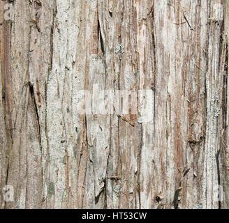 Struttura in legno texture pattern di sfondo Foto Stock