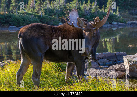 Bull Moose f(Alces alces) alimentazione sulla vegetazione da stagno, picchi indiano area selvaggia, montagne rocciose, Colorado, STATI UNITI D'AMERICA Foto Stock