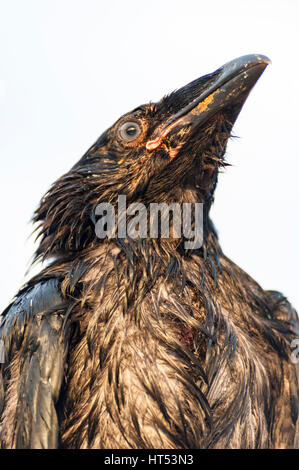 Vista bassa ritratto di un adolescente comune islandese corvo imperiale (Corvus corax) con inizio / capretti piumaggio. Foto Stock