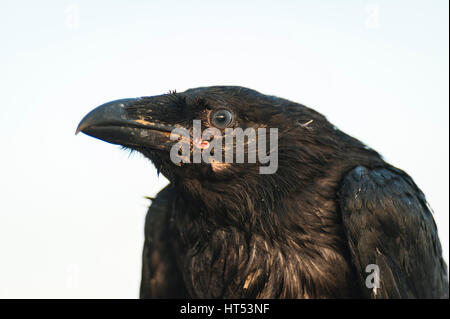 I capretti comune islandese corvo imperiale (Corvus corax) con inizio / capretti piumaggio guardando la telecamera. Foto Stock