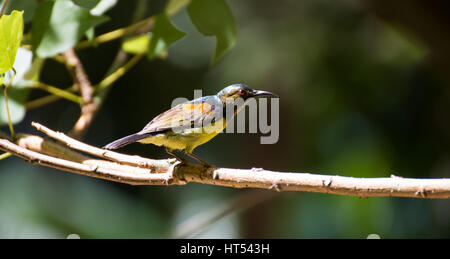 Olive sunbird indietro su un ramo Foto Stock