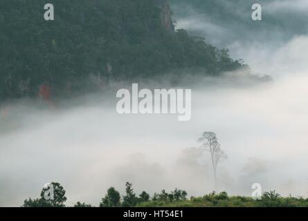 Foreste montane - copertura con bassa giacente nebbia di mattina presto. Foto Stock