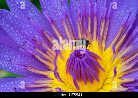 Close-up fiore. Una bellissima Ninfea viola o fiore di loto Foto Stock