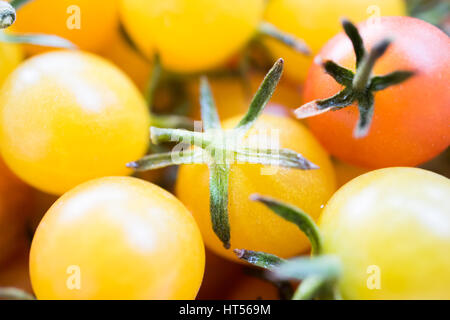 Pomodorini giallo e il colore rosso vicino e macro. Foto Stock