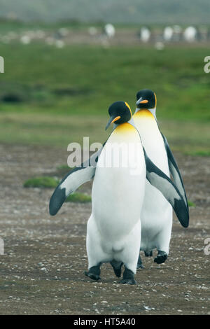 Re pinguino, (Aptenodytes patagonicus) Volunteer Point, Isole Falkland Foto Stock