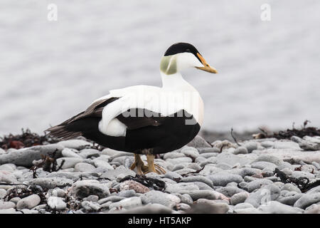 Comune maschio eider duck. Somateria mollissima, a Isafjordur, Nord Islanda, Oceano Atlantico settentrionale Foto Stock