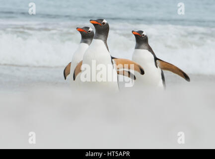 I pinguini di Gentoo (Pygoscelis papua) arrivando a riva, Più deprimente isola, Isole Falkland Foto Stock