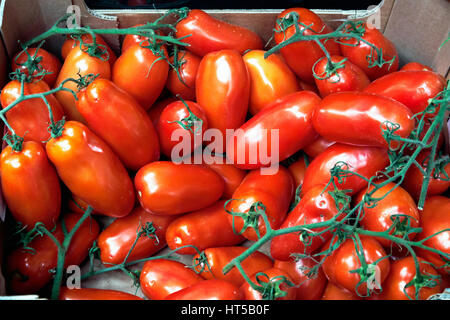 I pomodori in esposizione al mercato di Borough di Londra Foto Stock