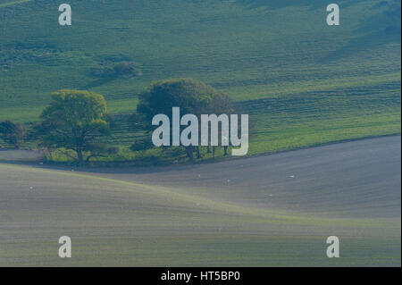 Il paesaggio di South Downs Sussex Foto Stock