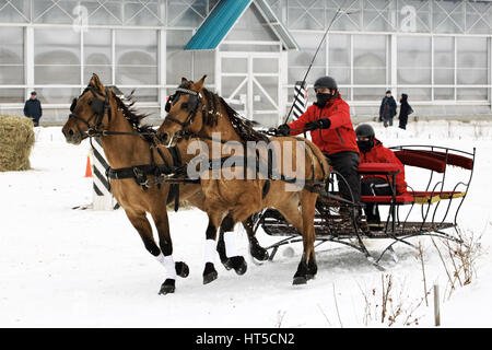 La guida di una coppia di cavalli attraverso un difficile ostacle sulla winter Cross Country la sezione della guida della slitta Foto Stock