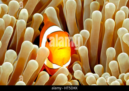 Clown Anemonefish, Amphiprion ocellaris, nuoto fra i tentacoli della sua casa di anemone. Tulamben, Bali, Indonesia Foto Stock