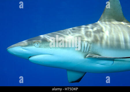 Grey Reef Shark Carcharhinus amblyrhynchos. Close up dettaglio del viso, la bocca e le branchie. Acqua blu sullo sfondo Foto Stock