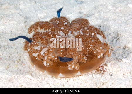 Capovolto meduse, Cassiopea Andromeda. Questa medusa di solito ha la sua bocca verso l'alto sul fondo. Foto Stock