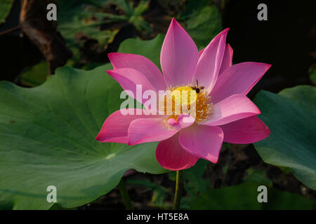 Rosa fiore di loto con bug nello stagno Foto Stock