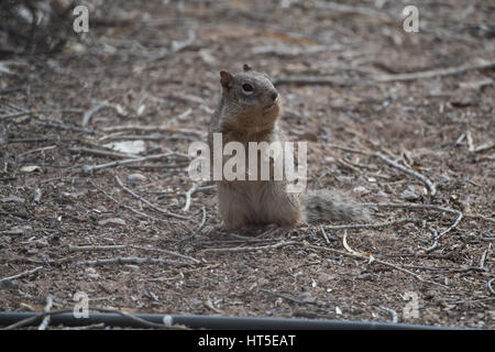 Scoiattolo Rock mangiare semi di uccelli da sotto un bird feeder a Bosque del Apache National Wildlife Refuge, nuovo Messico, Stati Uniti d'America. Foto Stock