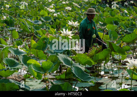 HO CHI MINH, VIET NAM - Marzo 02, 2017. L uomo non identificato la raccolta di fiori di loto nel lago Foto Stock