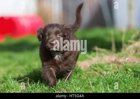 Carino pastore australiano cucciolo corre sul prato Foto Stock