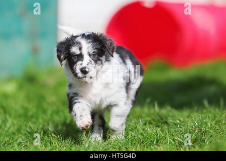 Carino pastore australiano cucciolo corre sul prato Foto Stock