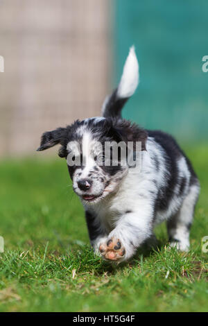 Carino pastore australiano cucciolo corre sul prato Foto Stock