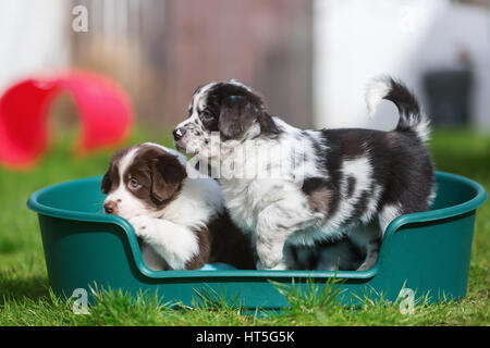 Ritratto di due pastore australiano cuccioli seduti in un cestello di cane Foto Stock