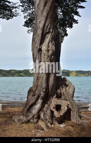 Linea dettaglio di twisted vecchia conifera albero sulla riva del mare. Foto Stock