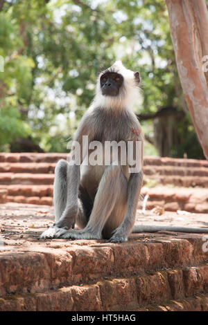 Langur monkey seduti sulle antiche rovine di Polonnaruwa, Sri Lanka, vista verticale Foto Stock