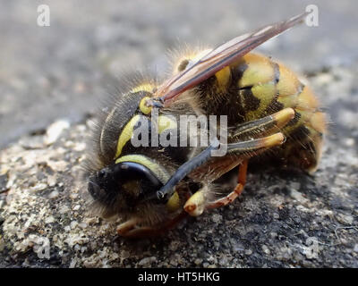 Ripresa macro vista laterale di morti Unione wasp (Vespula vulgaris) giacente su una pavimentazione di pietra calcarea lastra Foto Stock