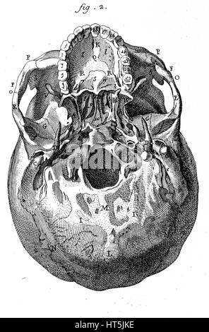 Cranio umano visto da sotto, illustrazione vintage Foto Stock