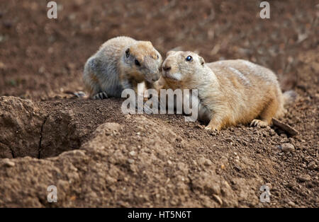 Due Black-Tailed i cani della prateria (cynomys ludovicianus) per adulti e bambini l'incollaggio Foto Stock