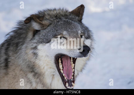 Legname ritratto di lupo in inverno Foto Stock