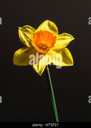 Unico daffodil catturati in un studio contro uno sfondo nero, London, Regno Unito Foto Stock