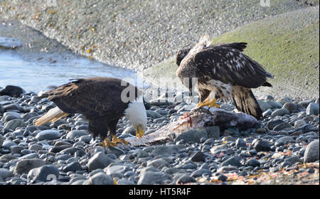 Matura e immaturi di aquila calva mangiare una carcassa di pesce. Foto Stock