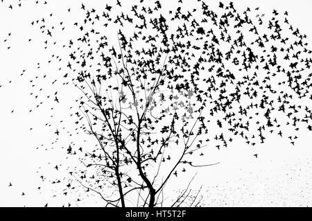 Un grande gregge di uccelli volare lontano dagli alberi Foto Stock