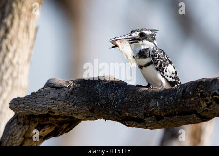 Maschio Pied kingfisher (Ceryle rudis) appollaiato sul ramo con il pesce in bocca, Kenya Foto Stock