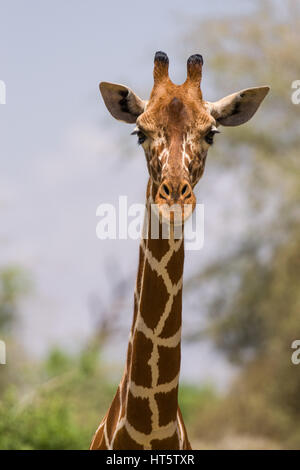 Ritratto di un traliccio giraffe (Giraffa camelopardalis reticulata), Samburu, Kenya Foto Stock