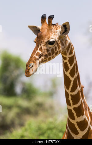 Ritratto di un traliccio giraffe (Giraffa camelopardalis reticulata), Samburu, Kenya Foto Stock