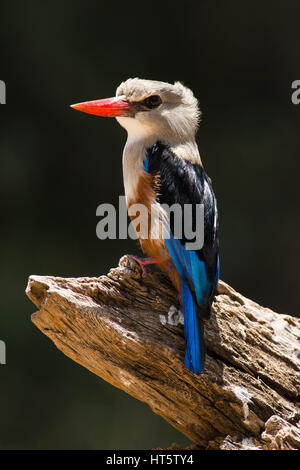 Gray-Headed Kingfisher (Halcyon leucocephala) sul ramo, Samburu Foto Stock